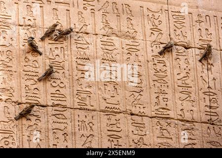 The second largest temple in Egypt, Edfu was started during the rule of Ptolemy III in 237BC. Sparrows on a wall of hieroglyphs. Stock Photo