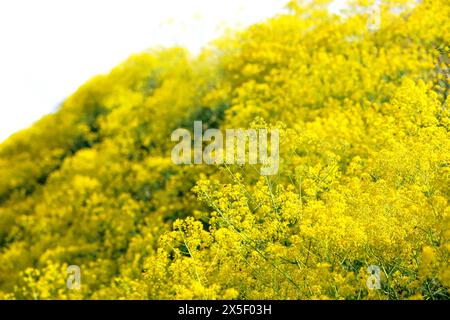 Spring with yellow blooming woad at the Kaiserstuhl in Germany Stock Photo
