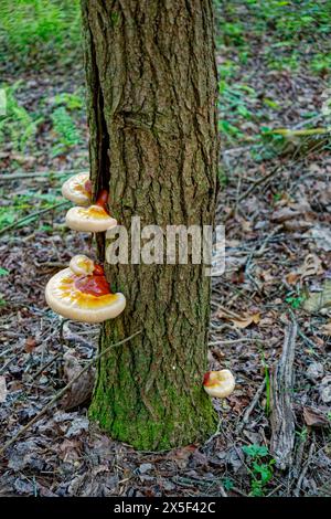 Large plastic looking solid fungus growing upwards out of the bark of a living tree closeup view in springtime Stock Photo