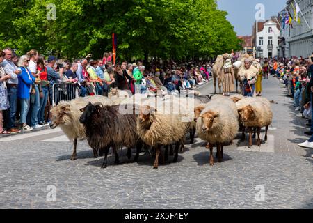 Brugge, Belgium. 09th May, 2024. a small flock of sheep is seen during the Holy Blood Procession (Heilige Bloedprocessie - Procession Saint-Sang) event, on Thursday 09 May 2024 in Brugge. During the procession, the relic of the Holy blood is carried from the Holy blood basilica to the Holy Saviour cathedral through the city center of Bruges. BELGA PHOTO KURT DESPLENTER Credit: Belga News Agency/Alamy Live News Stock Photo