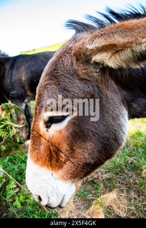 Donkeys on a clearing in the sun. Stock Photo