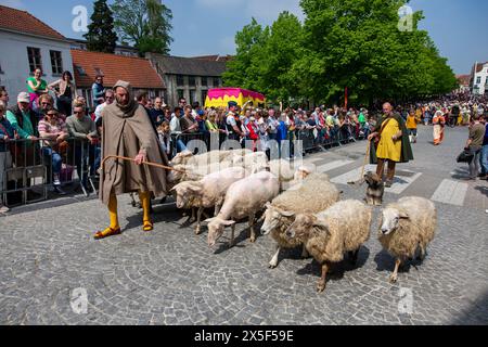 Brugge, Belgium. 09th May, 2024. a small flock of sheep is seen during the Holy Blood Procession (Heilige Bloedprocessie - Procession Saint-Sang) event, on Thursday 09 May 2024 in Brugge. During the procession, the relic of the Holy blood is carried from the Holy blood basilica to the Holy Saviour cathedral through the city center of Bruges. BELGA PHOTO KURT DESPLENTER Credit: Belga News Agency/Alamy Live News Stock Photo