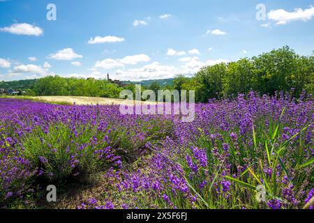 Close up of lavender spikes flowering near the village of Sale San Giovanni, Langhe region, Piedmont, Italy, Europe Stock Photo