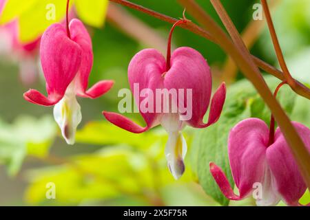 Close-up of the beautiful spring flowering Heart-shaped flowers of Bleeding Heart plant also known as Lamprocapnos spectabilis, Dicentra spectabilis Stock Photo