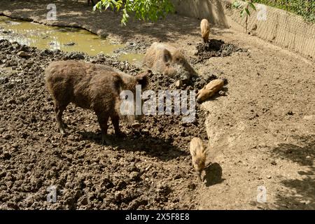 Wild boar pigs family Sus scrofa or wild swine in the mud in their enclosure habitat in Sofia Zoo, Sofia, Bulgaria, Eastern Europe, Balkans, EU Stock Photo