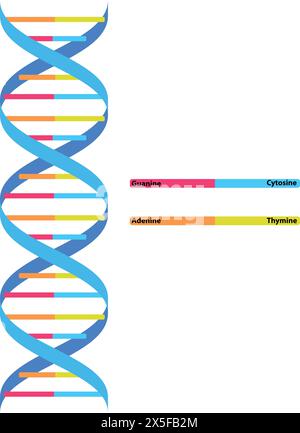 DNA design in medical, DNA scientific, DNA with Details, DNA sign molecules helix, Medical Science, Graphic geometric, Genetically modified Stock Vector