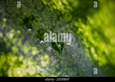 Blurred watermelon peel background with water drops. Macro, texture, backdrop. Abstraction. Stock Photo