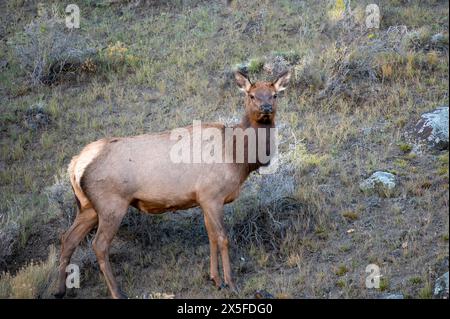 Portrait of an Elk standing on a hillside in Yellowstone National Park. Stock Photo