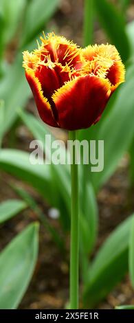 A single bloom of the Mercura tulip. Stock Photo
