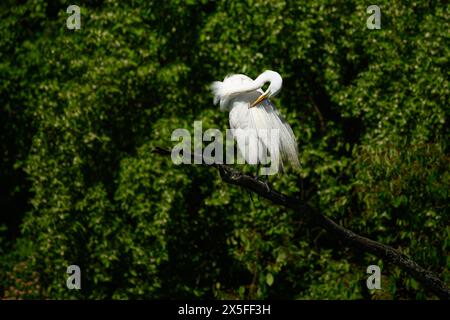 A breeding adult great or common egret (Ardea alba) perched in a tree preening in Michigan, USA. Stock Photo