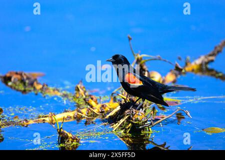 A mail red winged blackbird (Agelaius phoeniceus) standing on floating vegetation in a  pond in Michigan, USA. Stock Photo