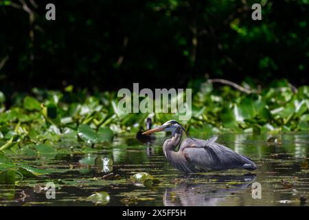 A Great Blue Heron (Ardea herodias) wading hunting for food among the lilly pads in a pond in Michigan, USA. Stock Photo