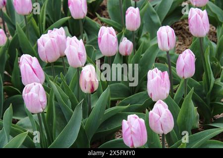 Tulip 'Flaming Flag' Stock Photo
