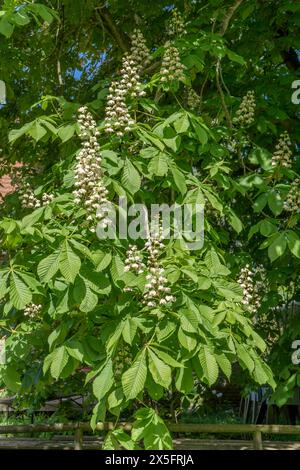 White flowering horse chestnut tree, Aesculus in spring Stock Photo