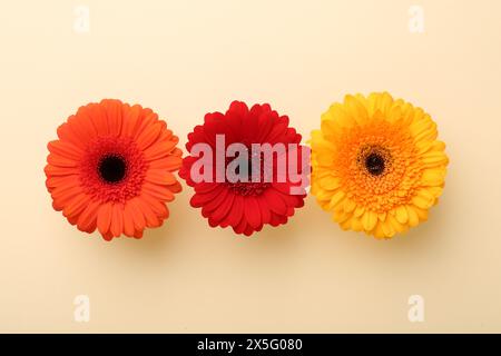 Beautiful colorful gerbera flowers on beige background, top view Stock Photo
