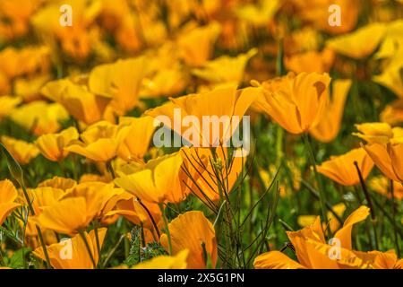 Wild Mexican and California poppies in Arizona Stock Photo