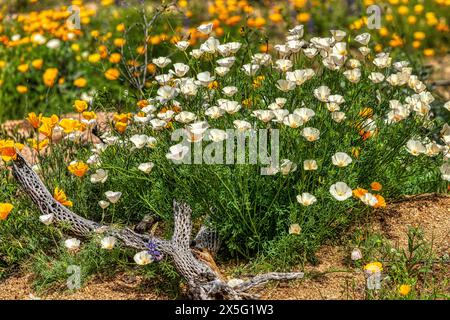 Wild Mexican and California poppies in Arizona Stock Photo