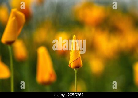 Wild Mexican and California poppies in Arizona Stock Photo