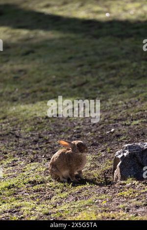 beautiful brown rabbit with big ears on the grass in the park Stock Photo