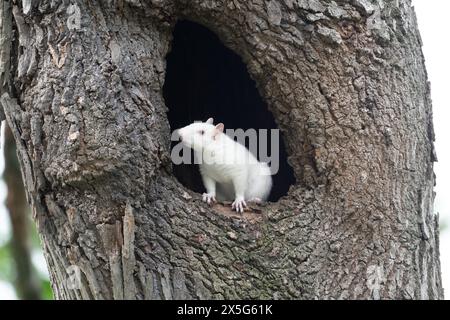 A cute white squirrel inside of a hole in a large tree in the city park in Olney, Illinois, which is known for its population of albino squirrels Stock Photo