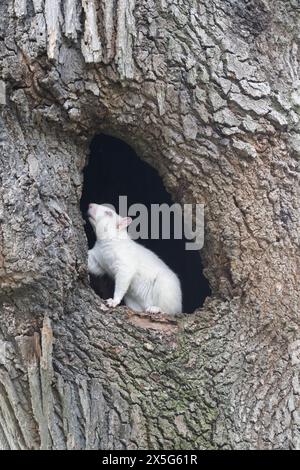 A cute white squirrel inside of a hole in a large tree in the city park in Olney, Illinois, which is known for its population of albino squirrels Stock Photo