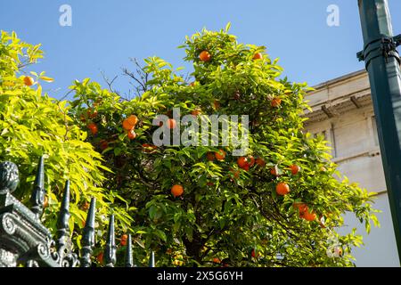 Oranges, Athens, Greece Stock Photo