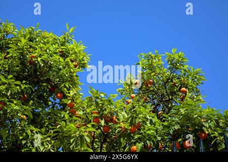 Oranges, Athens, Greece Stock Photo