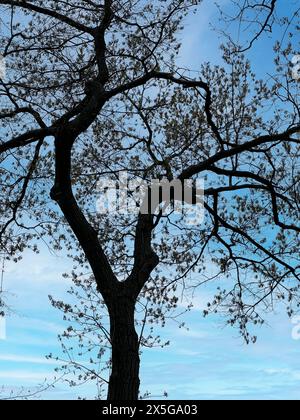 A beautiful sculptured Maple tree sprouting new leaves on a sunny springtime day Stock Photo