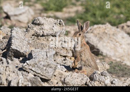 Wild rabbit (Oryctolagus cuniculus) in alert upright posture Stock Photo