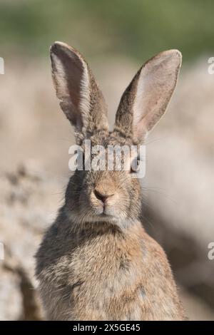 Wild rabbit (Oryctolagus cuniculus) portrait Stock Photo