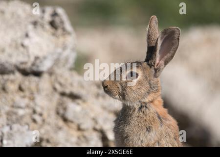 Wild rabbit (Oryctolagus cuniculus) portrait Stock Photo