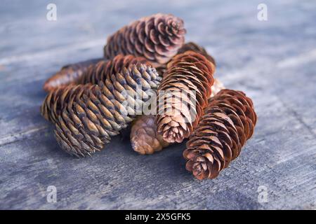 Dry fir cones on a wooden surface close-up. Stock Photo