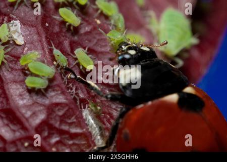 extra macro 5x image of a ladybug sitting on a rose leaf and destroying eats green aphids close up Ladybird portrait Stock Photo