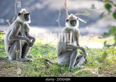 Small group of black faced grey langur monkeys in Yala National Park, Sri Lanka sitting nearby. family with baby beautiful light gray monkeys Stock Photo