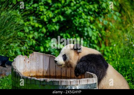 cheerful playing pandas on green lawn. Rare endangered animals protected concept. cute clumsy black and white bear Stock Photo