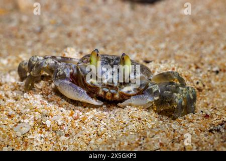 This ghost crab, Ocypode cordimanus, is often only seen at night when it emerges from the sand, Guam, Micronesia. Stock Photo