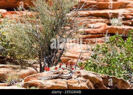 A small tree is growing on a rocky hillside. The tree is surrounded by rocks and has a few flowers on it. The scene is peaceful and serene, with the t Stock Photo