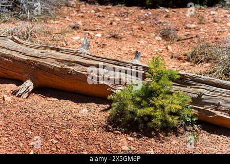 A tree stump with a small green plant growing out of it. The stump is surrounded by red dirt and rocks Stock Photo