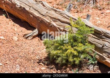 A tree stump with a small green plant growing out of it. The stump is surrounded by red dirt and rocks Stock Photo