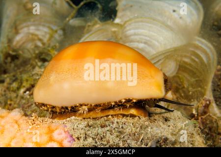Cowry Shell, Lyncina carneola, showing mantle and antenna. Previously known as Cypraea carneola. Guam, Micronesia. Stock Photo