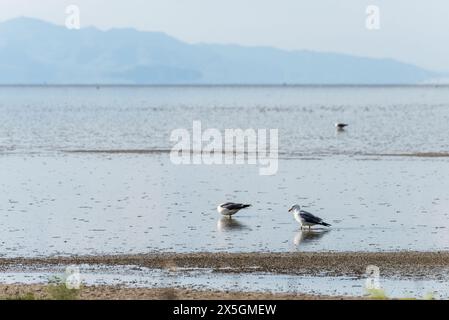 Two seagulls are standing in the water near the shore. The sky is clear and the water is calm Stock Photo