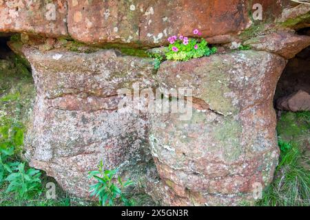 A small plant is growing in the cracks of a large rock. The rock is brown and has moss growing on it Stock Photo