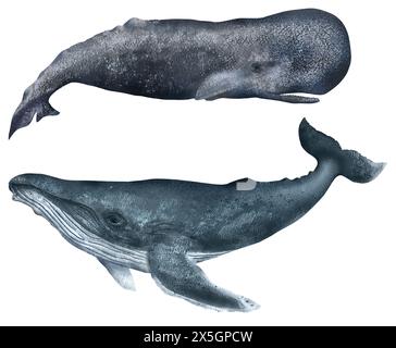 Sperm Whale, Humpback Whale, Illustration, marine, ocean, sea animals, hand-drawn, texture Stock Photo