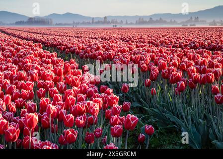 WA25181-00...WASHINGTON  - Rows of colorful tulips blooming in the Skagit Valley near Mount Vernon. Stock Photo