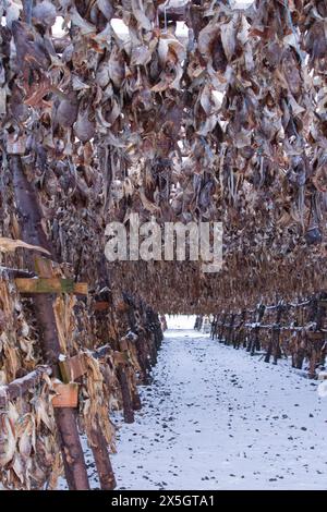 Haddock and Cod fish drying racks in Hafnarfjordur Iceland, Fish farm ...
