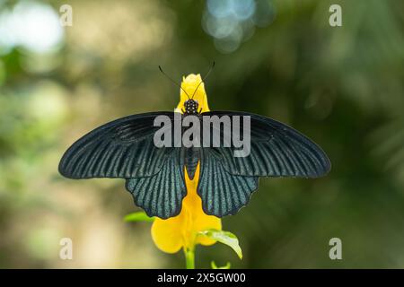 Great Mormon butterfly (Papilion memnon) on a Yellow Flower in butterfly atrium Stock Photo