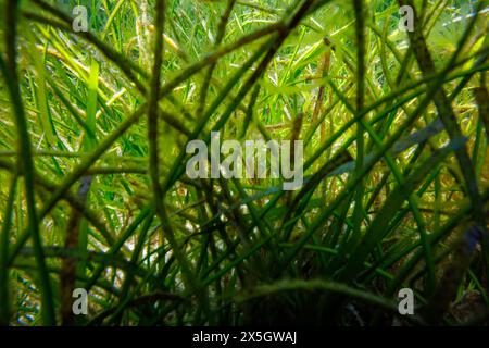 An underwater jungle. Dugongs are often seen feeding on this bed of seagrass off the coast of Baucau, The Democratic Republic of Timor-Leste. Stock Photo