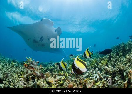 Moorish idol, Zanclus cornutus, and reef manta rays, Mobula alfredi, over hard coral off the island of Yap, Micronesia. This species was previously Ma Stock Photo