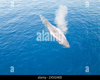 A pygmy blue whale, Balaenoptera musculus brevicauda, exhales at the surface off The Democratic Republic of Timor-Leste. Stock Photo