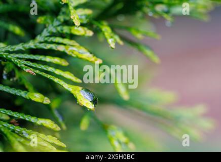 Macro Image Of Green Foliage With Water Drop Symbolizing Fresh New 